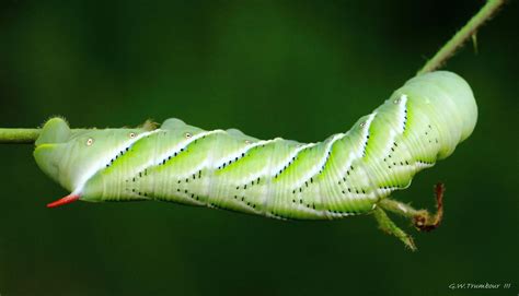 Carolina Sphinx Moth Caterpillar 2 by natureguy on DeviantArt