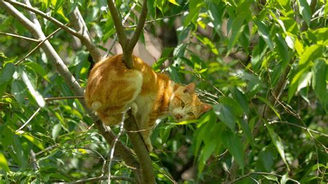 Cat in Tree Rescue: How Does it Work? - The Cat Bandit Blog