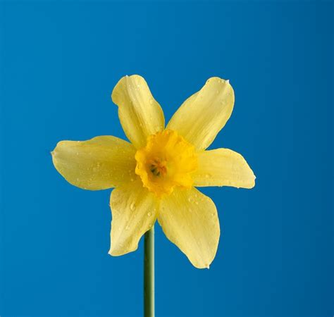 Premium Photo | Blooming yellow daffodil bud on a blue background, spring flower