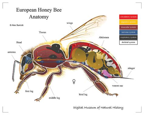 European Honey Bee Anatomy Digital Art by Alex Surcica