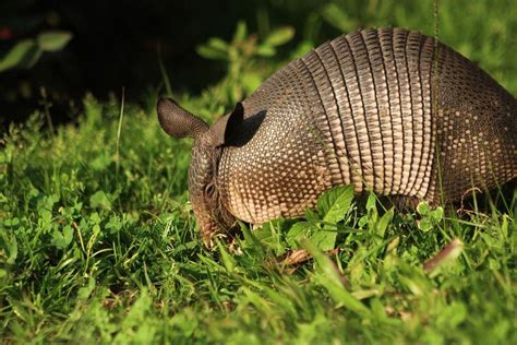 33 Wild Animals in Ecuador [Wildlife in Ecuador] - Kevmrc