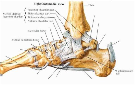 Pictures Of Ankle Joint, Deltoid Ligament