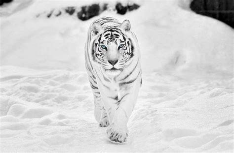 White Tiger Wallpapers Images Photos Pictures Backgrounds