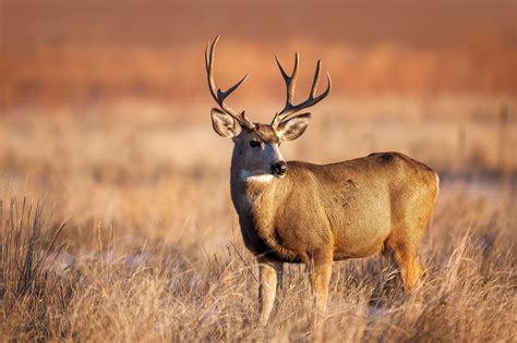 Mule Deer Buck In Golden Grass Fine Art Photo Print | Photos by Joseph C. Filer