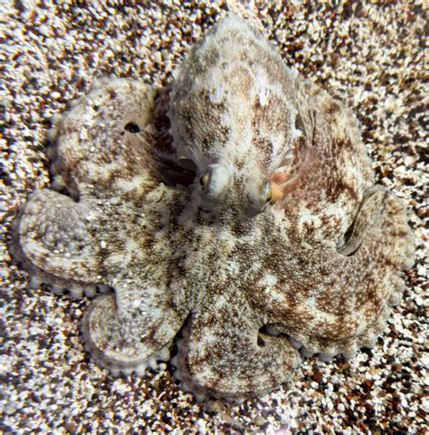 Common Octopus Camouflage