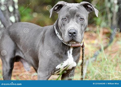 Young Blue Nose Pitbull Terrier Dog Outside on Leash Stock Photo ...