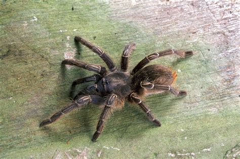 10 Best Tarantula Species to Keep as Pets