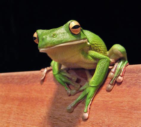 Tree Frog | Animal Wildlife