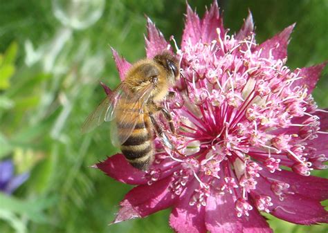 Image Apis-mellifera_5lh.jpg | BWARS