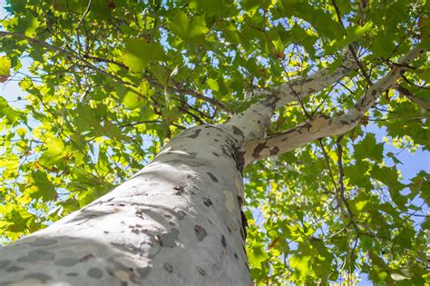 Beautiful Trees with White Bark & Where to Find Them