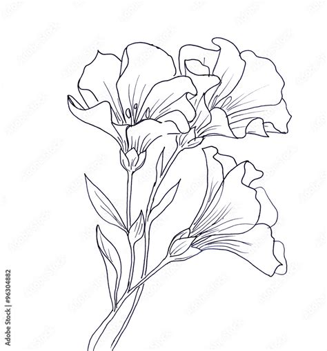 Line ink drawing of flower Stock Illustration | Adobe Stock