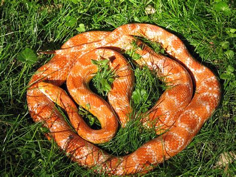 Corn Snake - Animals Photos