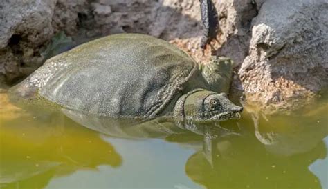 Chinese Softshell Turtle care - Ultimate Guide