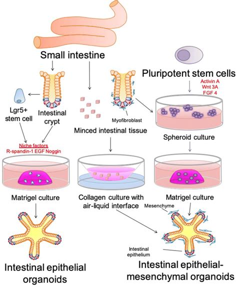 Cellular sources and methods of intestinal organoid culture. Intestinal ...