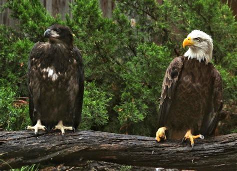 Falcon Images: Golden Eagle Wingspan Size