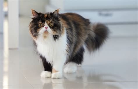 Persian Cat Lifespan: How Long Do Persian Cats Live?