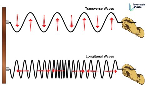 Transverse vs Longitudinal Wave - Leverage Edu