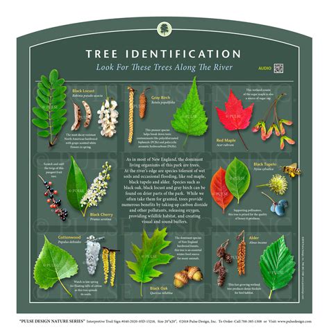 Tree Seeds Identification