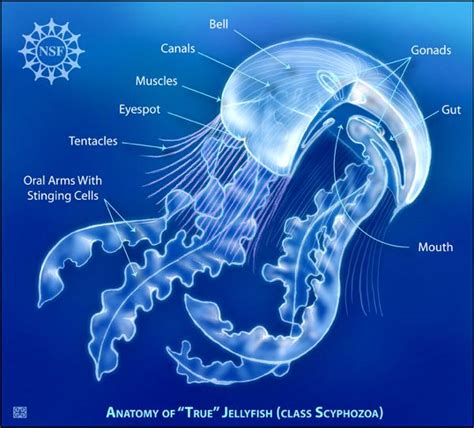 Anatomy of a Jellyfish | Virginia Institute of Marine Science