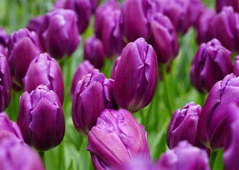 18 purple tulips ???? ???? BEST varieties for gardens and bouquets!