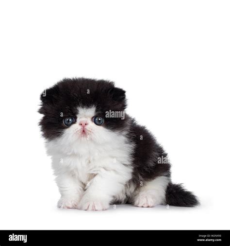 Cute few weeks old, very young black and white Persian cat ktten ...