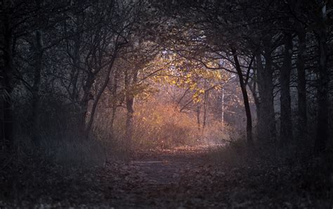 Trees Branch Pathway Dark Autumn Forest Backlit, HD Nature, 4k Wallpapers, Images, Backgrounds ...