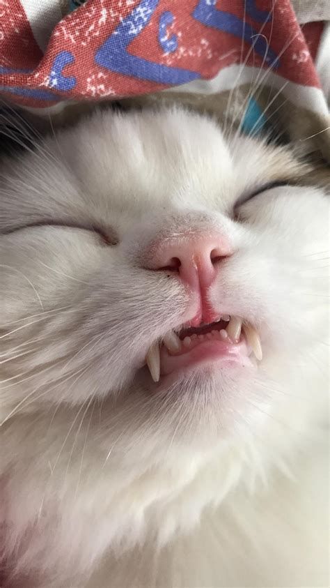 Picture of a sleeping cat instead of a meme : r/PewdiepieSubmissions