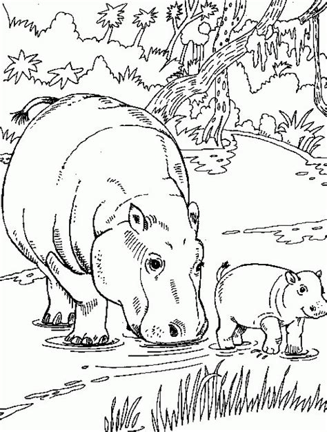 Baby Hippo Coloring Coloring Pages