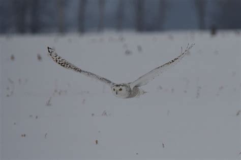 Snowy Owl Hunting – Paul Gains Photography