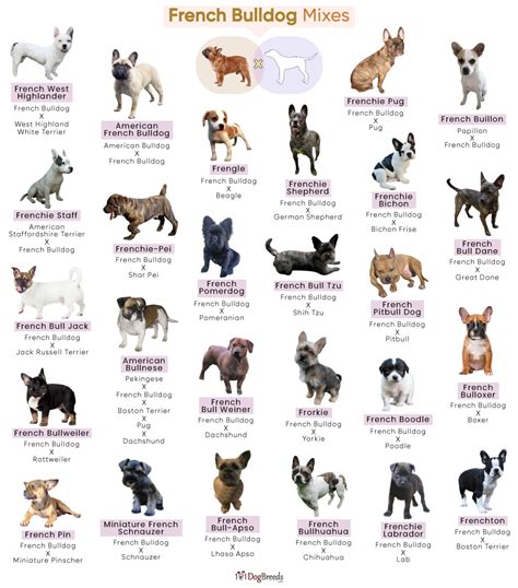 List of French Bulldog (Frenchie) Mixes With Pictures