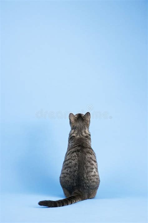 Back view of cat. Back view of gray striped cat sitting on blue background , #Aff, #gray, #cat ...