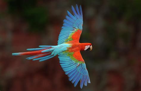 Red And Green Macaw Flying Photograph by Pete Oxford - Pixels