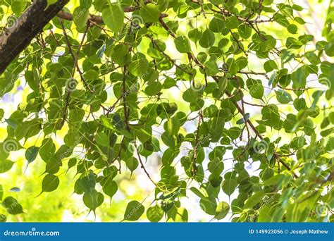 Nature Texture,Peepal Tree Leaves,green Leaves Background Stock Photo | CartoonDealer.com #149923056