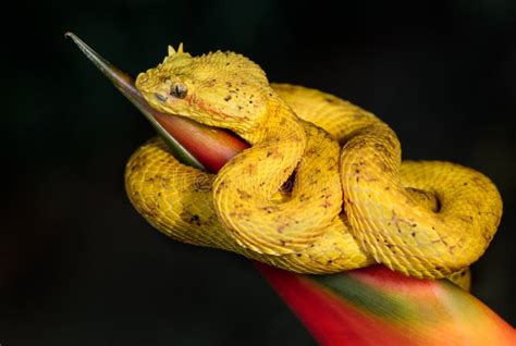 Eyelash Pit Viper Photographed in Costa Rica Stock Image - Image of venomous, snakes: 123935275