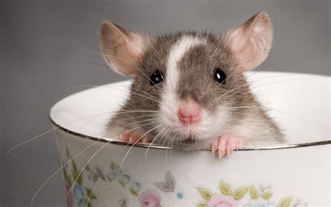 Cute Mouse Wallpapers - Top Free Cute Mouse Backgrounds - WallpaperAccess