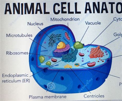 animal cell model labeled 3d Styrofoam labeled animal cell model – Picture Plunge