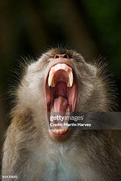 911 Monkey Teeth Stock Photos, High-Res Pictures, and Images - Getty Images