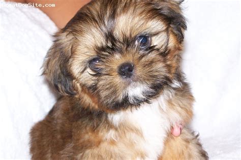 A photo of a 7 Weeks old, brown, Shih Tzu - My favorite puppy of ...