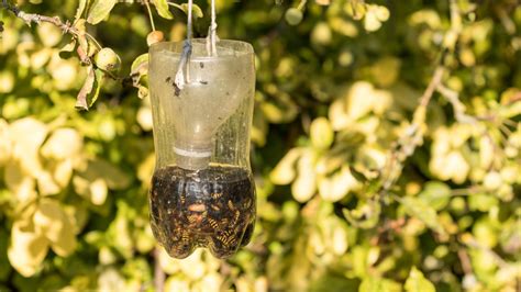 How To Make A 4-Step DIY Wasp Trap