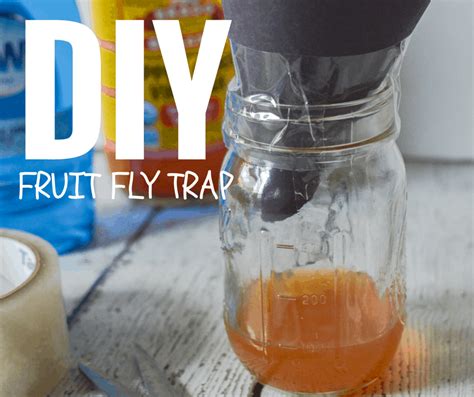 DIY Fruit Fly Trap - The Natural Nurturer