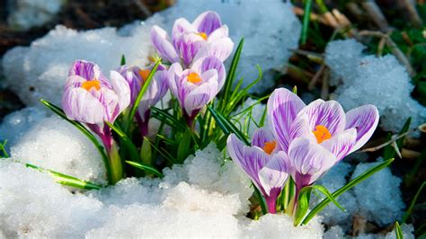 Early Spring Flowers Wallpaper - WallpaperSafari