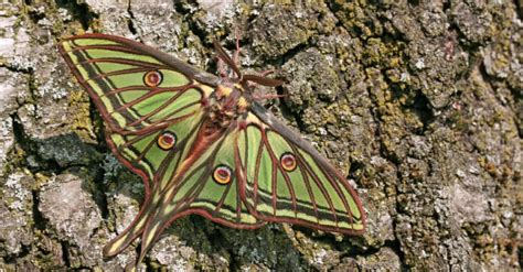 Moth Lifespan: How Long Do Moths Live?