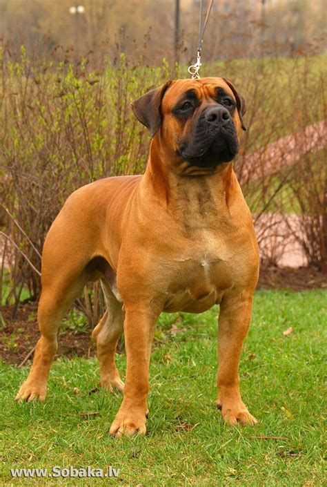 144 best Х Boerboel (South African Mastiff) images on Pinterest | Big dogs, Giant dogs and Huge dogs