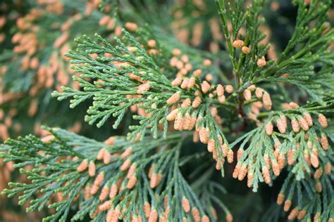 13 Different Types of Cedar Trees (All Cedar Tree Varieties) - PlantSnap