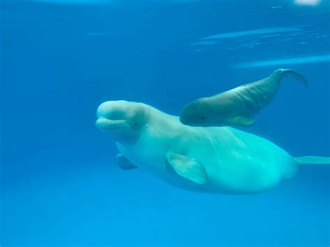 Beluga Whale Images