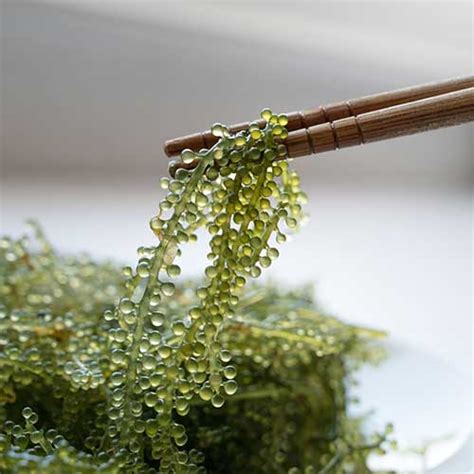 Types of Edible Seaweed: A Guide from WebstaurantStore