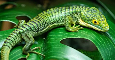 10 Types Of Amazing Green Lizards - A-Z Animals