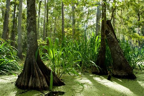 honey island swamp | Beautiful world, Swamp, Nature