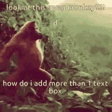 Swag Monkey GIF - Swag Monkey - Discover & Share GIFs