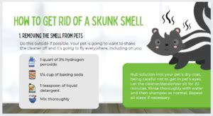 How to Get Rid of Skunks and Their Smell if Sprayed